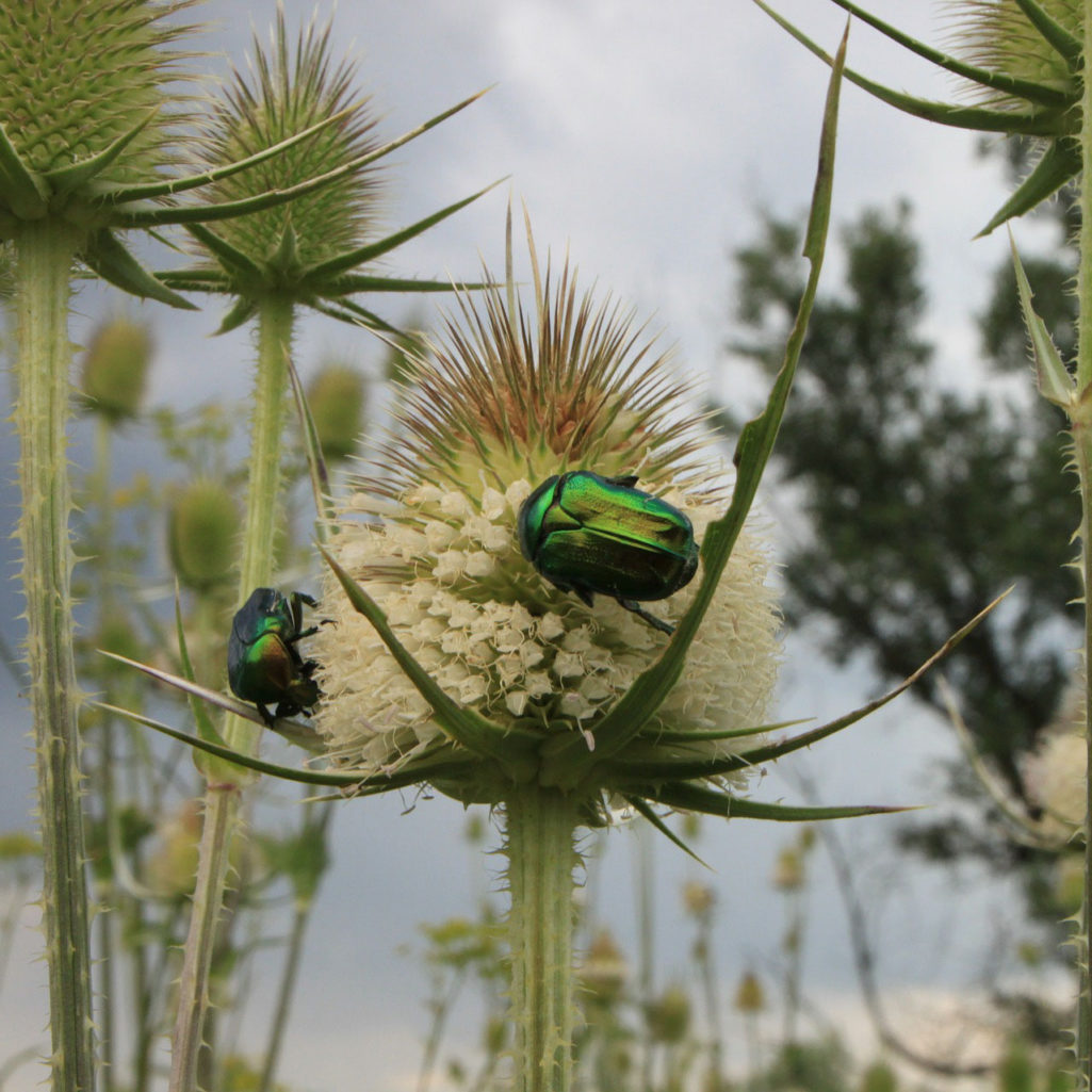 june bug life cycle Archives Home of Absolute Pest Control
